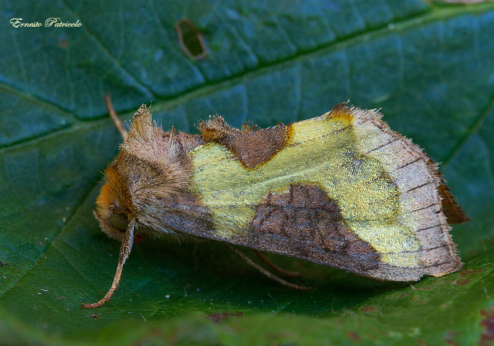 Diachrysia chrysitis